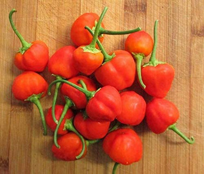 CYBEXIS Capsicum Baccatum Vegetable Seeds2400 Seeds Seed(2400 per packet)