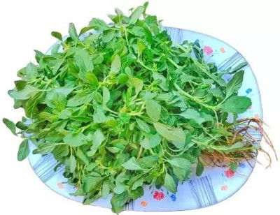 MAA Amaranthus Green Seed(160 per packet)