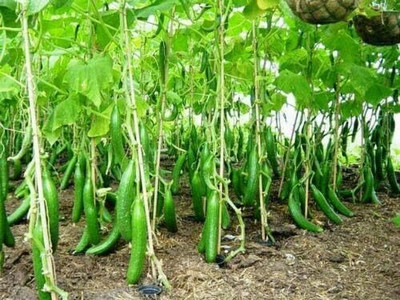 Qualtivate GBPT-7A Cucumber Chinese Long for Salads Seed(300 per packet)