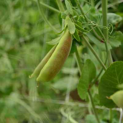 Qualtivate PUAS-7A Spring Blush Sugar Snap Pea Seed(200 per packet)