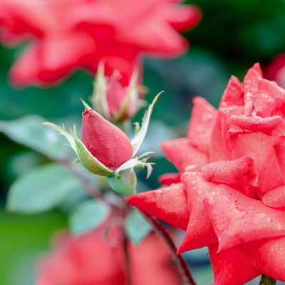 Qualtivate VVI-569 Rose Seeds for Planting Seed(50 per packet)