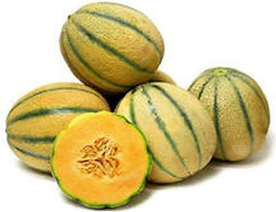 WILLVINE VXI-394 Tuscan Cantaloupe - Super-Sweet Musk Melon Seed(200 per packet)