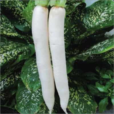 CYBEXIS Ivory White Radish600 Seeds Seed(600 per packet)