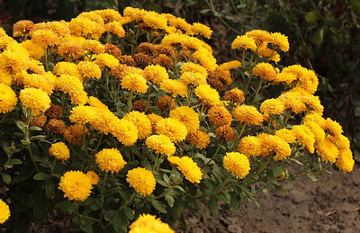 Super napier marigold/gende ka phool flower seeds Seed(75 per packet)
