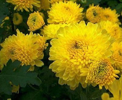 CYBEXIS Beautiful Yellow Chrysanthemum Seeds Chrysanthemum Morifolium Seed(25 per packet)