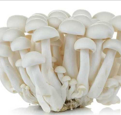 XOLDA Organic mushroom herb Seed(29 per packet)