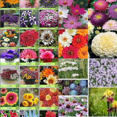 ibains All flower plant seeds biij 202 Seed(202 per packet)