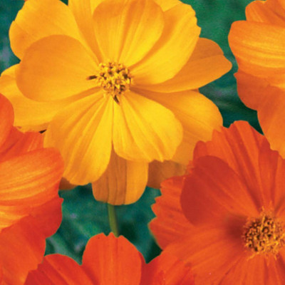 ZIXA Cosmos Bright light Seed(30 per packet)