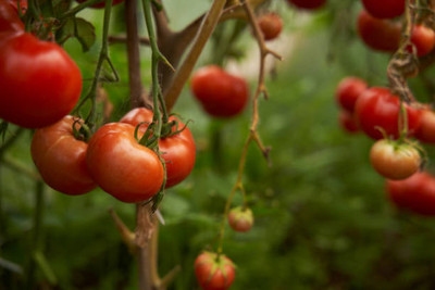 RUKDA tomato Seed(30 per packet)