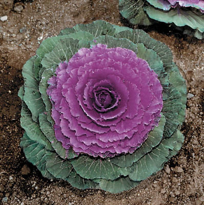 WILLVINE SYN -IV Color Up Purple Ornamental Cabbage Seeds [1g] Seed(300 per packet)