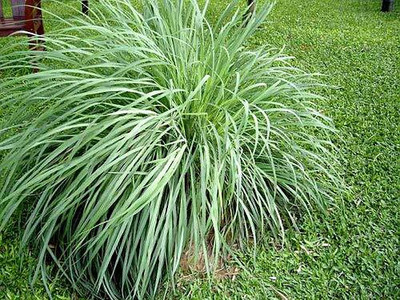 Aywal Good Germination Lemon Grass Herbs Seed(40 per packet)
