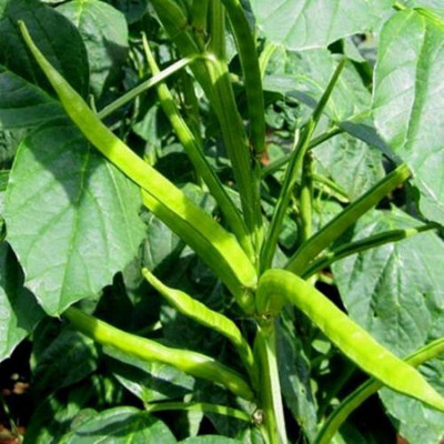 Flipkart SmartBuy Cluster Beans Guar Seed(25 per packet)