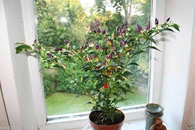 Qualtivate PUA-9A Numex Twilight Very Beautiful Chilli Seed(300 per packet)