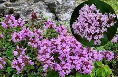 VibeX HUA-82 - Creeping Thyme Culinary Herb - (150 Seeds) Seed(150 per packet)