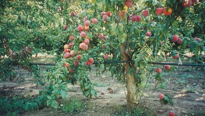 ACCELCROP Peach Fruit Seeds For Home Gardening Seed(7 per packet)