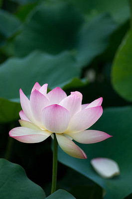 Chipku lotus,kamal gatta Seed(10 per packet)