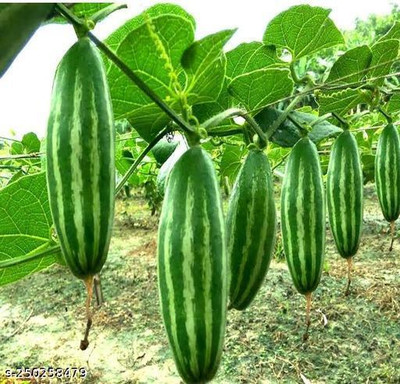 the green dotcom Pointed gourd seeds/parwal seeds/potol seeds Seed(26 per packet)