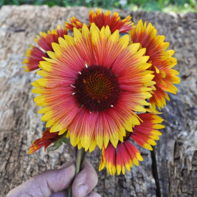 WATIKA Gaillardia aristata Seed(40 per packet)