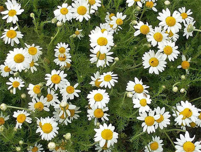 CYBEXIS TLX-24 - Roman Chamomile - (250 Seeds) Seed(250 per packet)