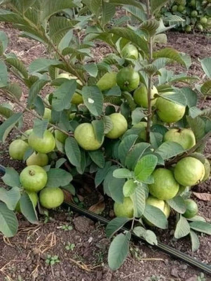 Aywal Taiwan Guava Hybrid Seed(120 per packet)