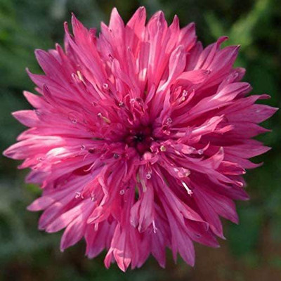 CYBEXIS VVI-72 - Blossoming Chrysanthemum - (30 Seeds) Seed(30 per packet)