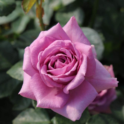 CYBEXIS TLX-41 - Purple Climbing Rose - (100 Seeds) Seed(100 per packet)