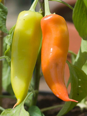 WILLVINE Exotic Hottest Hungarian Chilli Pepper-[300 Seeds] Seed(300 per packet)