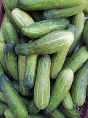 TRICONE Hybrid crisp cucumber organic khira vegetable 60 beej ccs444 Seed(60 per packet)