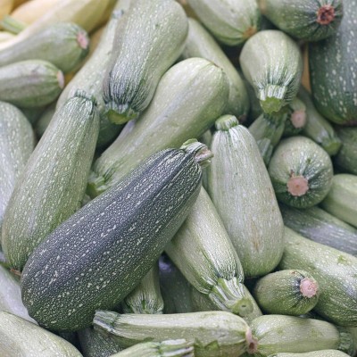 Qualtivate GBPT-2A Grey Zucchini Summer Squash Seed(30 per packet)