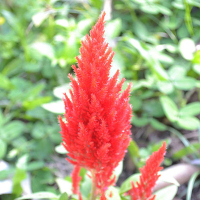 Biosnyg Plumed Castle Celosia Seeds Scarlet Seed(100 per packet)