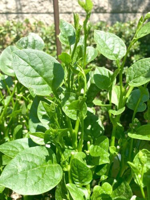 Seedsilk Store Pui Saag Original Seed(50 per packet)