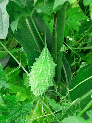 LPR KARELA ,BITTAR GOURD Seed(20 per packet)