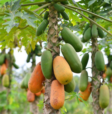 Seedsqlty Red lady papaya f1 hybrid seeds Seed(400 per packet)