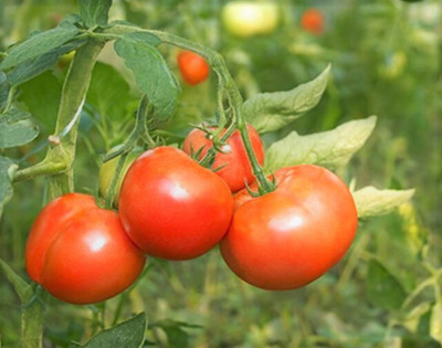 Seedsqlty Tomato local red seeds, high germination (400 seeds) Seed(400 per packet)