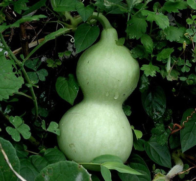 Qualtivate GXL-6AT Mix of Large & Medium Bottle Gourd Seeds Seed(50 per packet)
