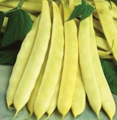 KNESSiN French Bean Capitano Seed(50 per packet)