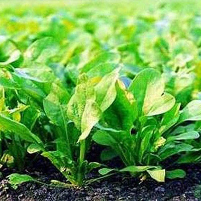CYBEXIS Spinach Seeds for Planting Non-GMO Heirloom Easy to Plant2000 Seeds Seed(2000 per packet)