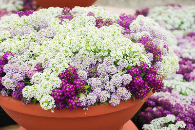 Aywal Alyssum – Sweet Royal Carpet Seed(20 per packet)