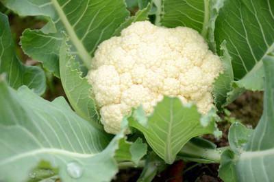 Toscotec white cauliflower,gobhee seeds Seed(30 per packet)