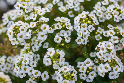VINGTON Sweet Alyssum Flower Seed(80 per packet)