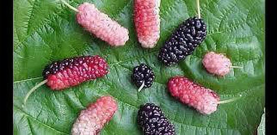 Oliver mulberry(shahatoot) fruit seeds Seed(151 per packet)
