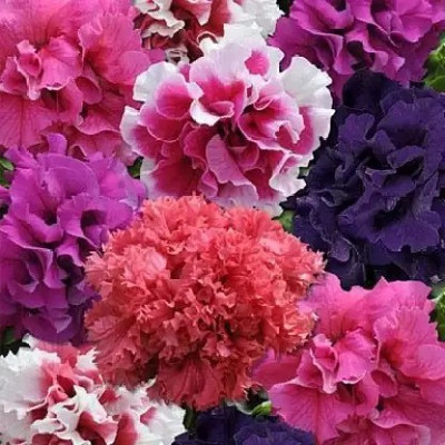 Crapulous Exotic Petunia Double Mix Seed (67 per packet) Seed(67 per packet)