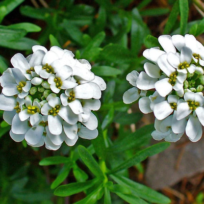 Aywal umbellata Dwarf Fairy Mix - Candytuft Seed(30 per packet)