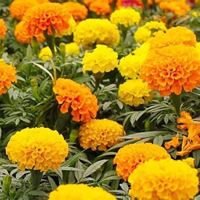 Arshiayat Marigold flower winter season flower seed 110 Seed(110 per packet)