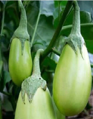 Aywal Green Begun Seed(80 per packet)