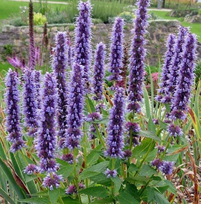 VibeX ® VLR-418 Purple Giant Hyssop Fragrant Mint Seed(200 per packet)