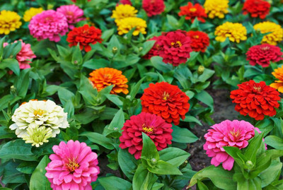 Avysa Benary Giant Zinnia Mix Seed(15 per packet)