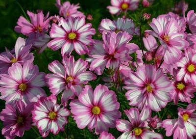 VibeX LXI-5 - Capriola Cosmos Flower - (30 Seeds) Seed(30 per packet)