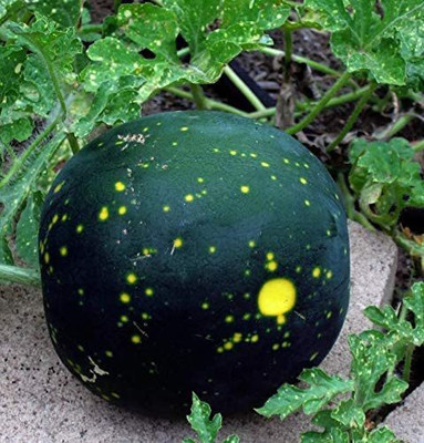 VibeX TLX-92 - Moon & Stars Watermelon - (450 Seeds) Seed(450 per packet)