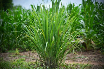 XOLDA Lemon grass Seed(42 per packet)